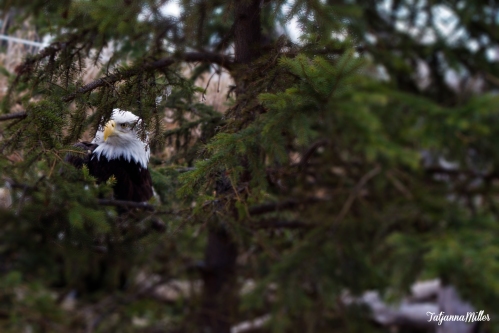 A Bald Eagle stares curiously through a pine tree. 